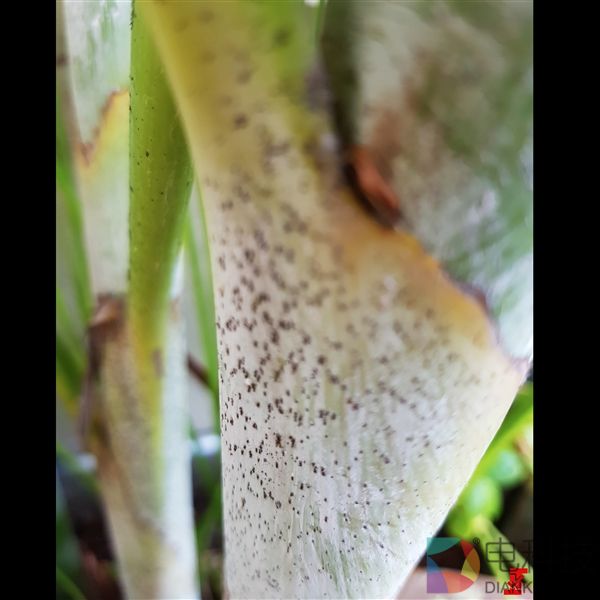 大师调教！一加5双摄样张曝光：黑白+彩色传感器方案