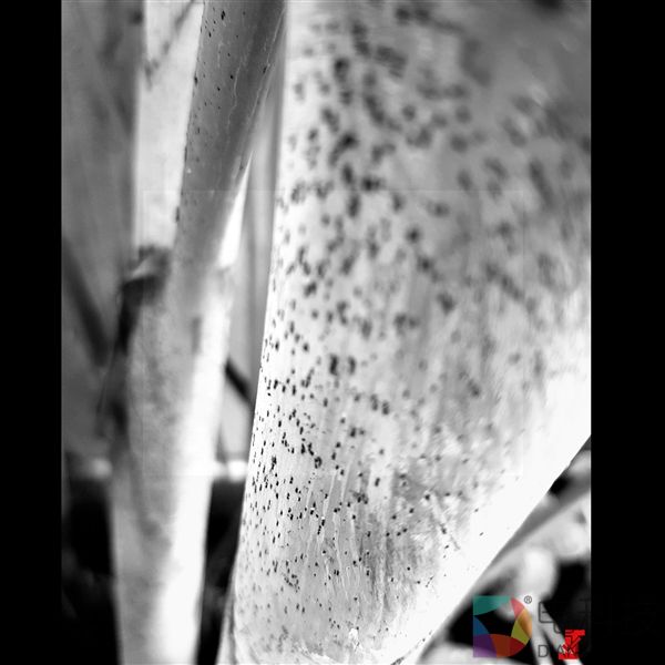 大师调教！一加5双摄样张曝光：黑白+彩色传感器方案