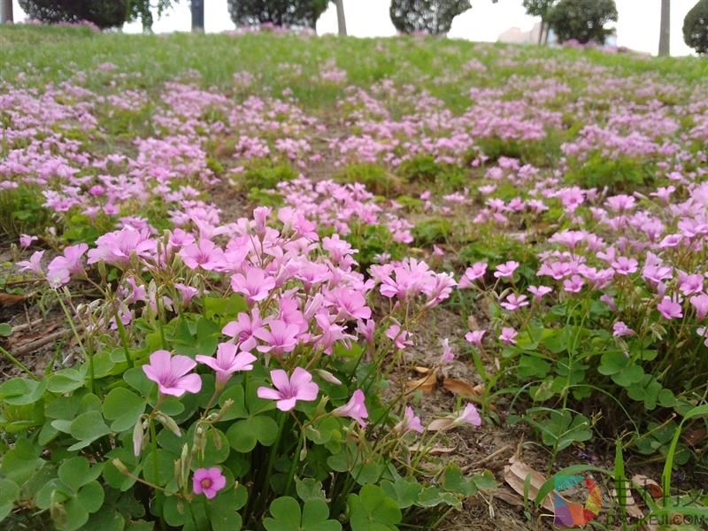 4扬声器设计！为影音而生 华为平板M3青春版评测