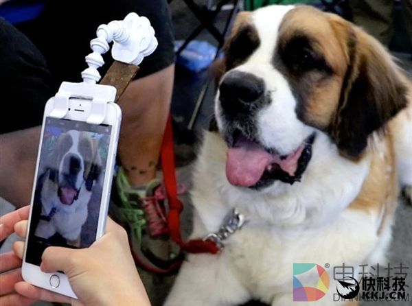 用这个神器为宠物拍肖像照 再也不怕拍糊了