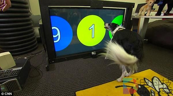 人不如狗…汪星人专用平板电脑发布：拜服