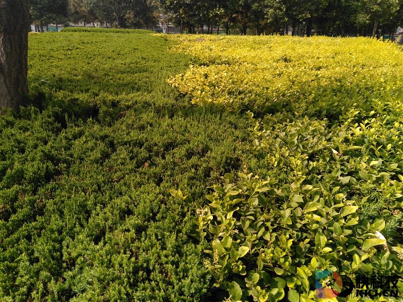 599元！红辣椒4A体验评测：下一个爆款百元机