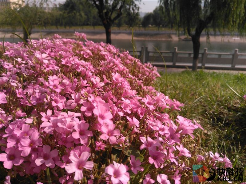 599元！红辣椒4A体验评测：下一个爆款百元机