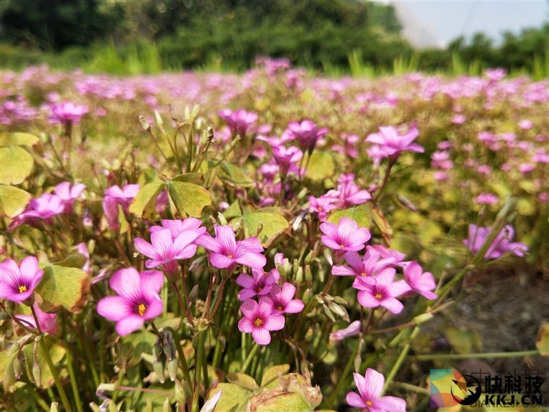 OPPO R11评测：首发骁龙660！下一个2000万销量爆款