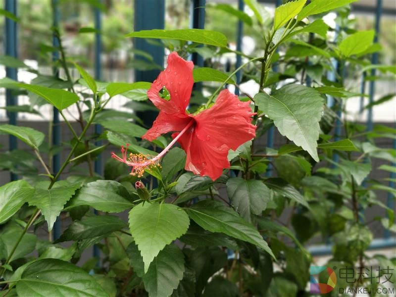 安卓版iPhone 7P到底如何？一加5详细评测：快到没朋友