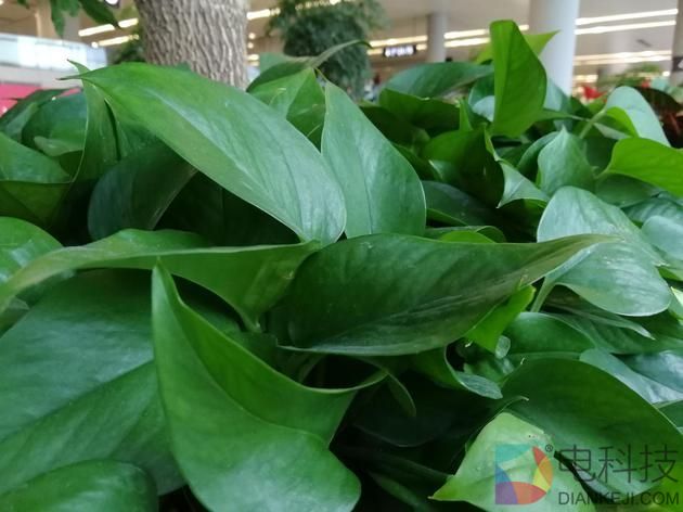 颜值只是附加项！荣耀9评测：综合性能实力派