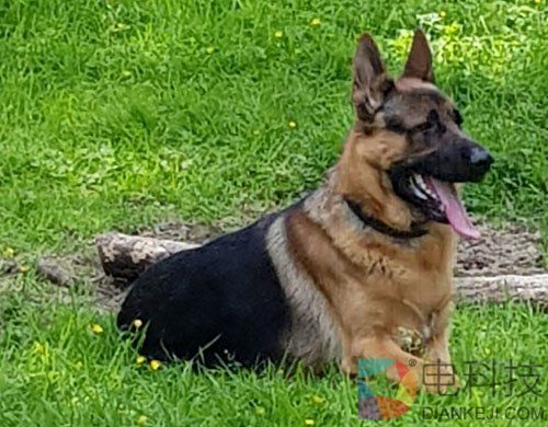 尼康D500被狗子咬成这样还能用 也是福大命大