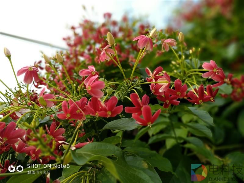 魅蓝Note6评测：讲真，你还有其他千元双摄可以选择了吗？